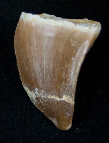 Mosasaur (Halisaurus Arambourgi) Tooth #17019